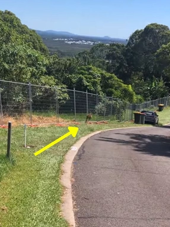 It bounded along the 500m fence line. Picture: Facebook