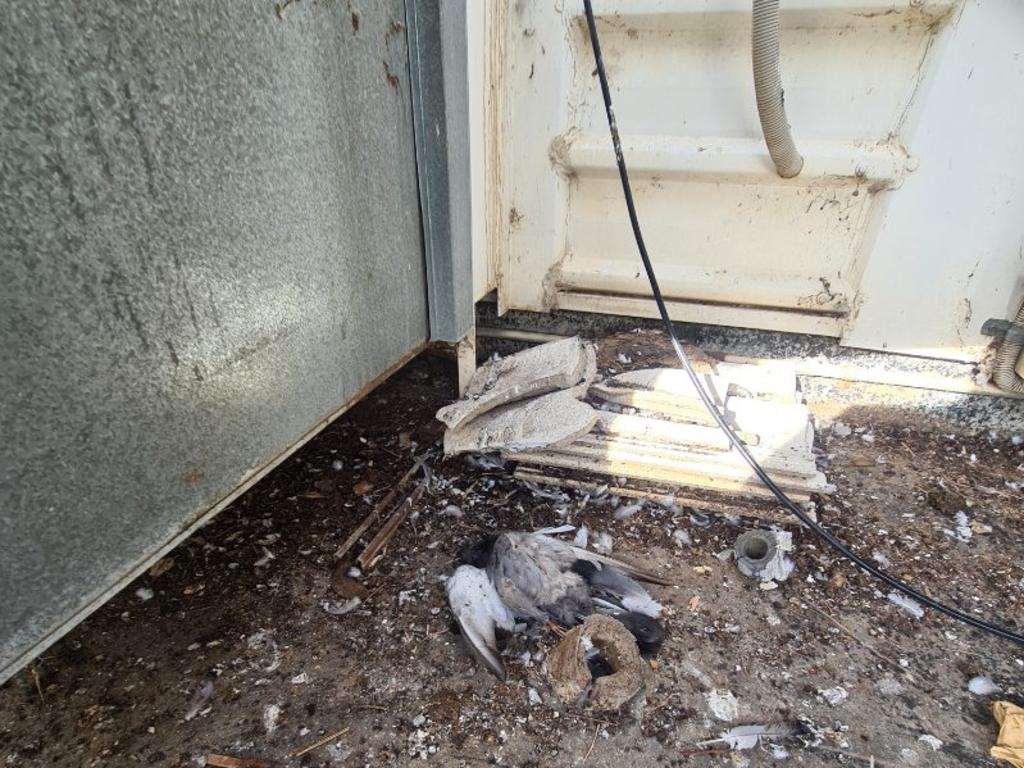 The roof of St Joseph’s House an aged care facility at Port Pirie heavily covered in pigeon poo, and dead pigeons. Supplied,