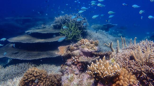 Hard coral cover on the Great Barrier Reef is at its highest extent in more than three decades,