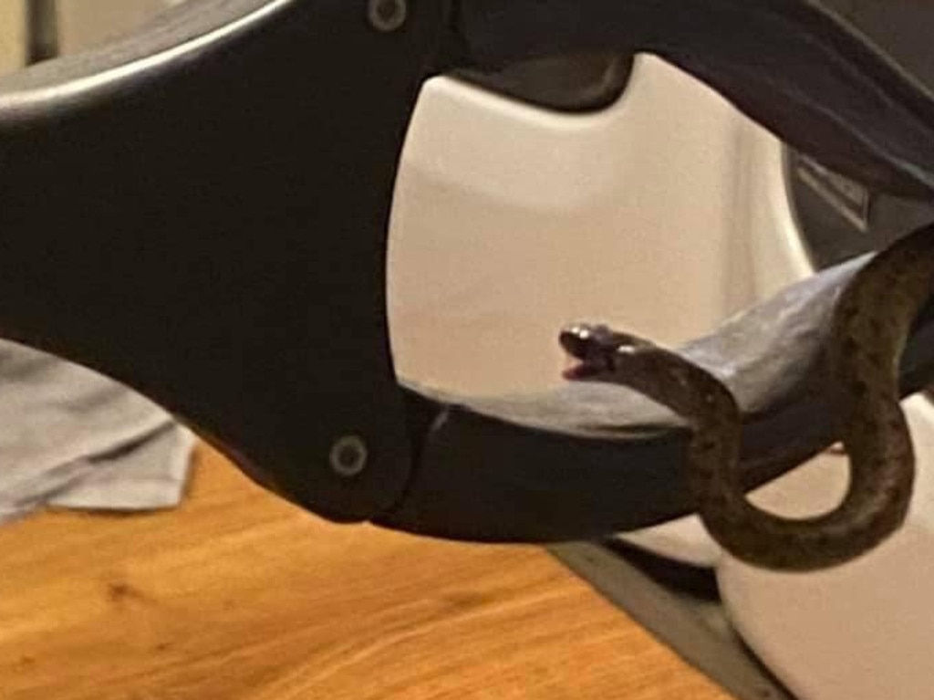 This was one of 18 snakes a couple discovered living beneath their bed. Picture: Trish Wilcher