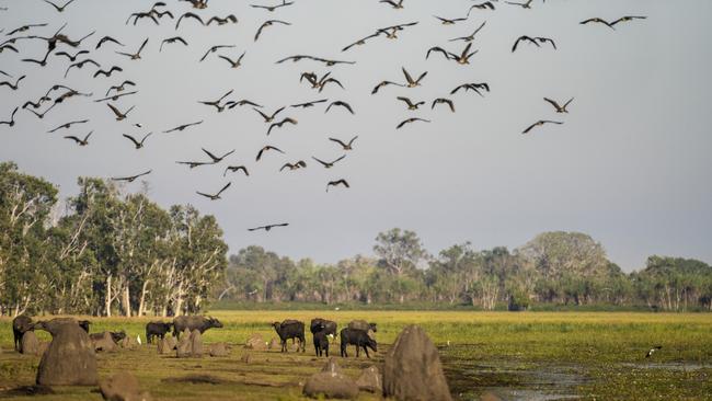 Birdlife and buffalo are abundant at Bamurru Plains.