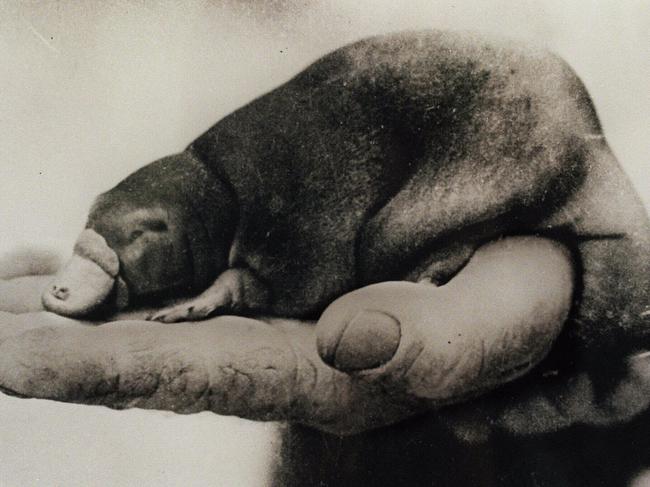 The ‘idiotic’ mission to get Winston Churchill a platypus