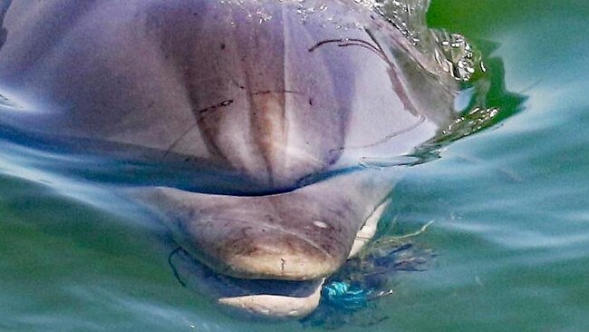 Port River dolphin Star died after having hooks and fishing line caught around her mouth. Picture: Marianna Boorman