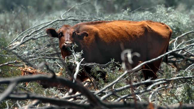 Cattle feeding on pushed Mulga. Picture: David Martinelli.