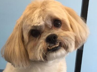 Dean Hurlston and Joseph Gianfriddo's Shih Tzu, Cookie, never properly recovered from former Melbourne veterinary surgeon Dr Chris Preston removing a large part of her brain after she was diagnosed with a tumor. She began having seizures as she was re-learning. Picture: Supplied