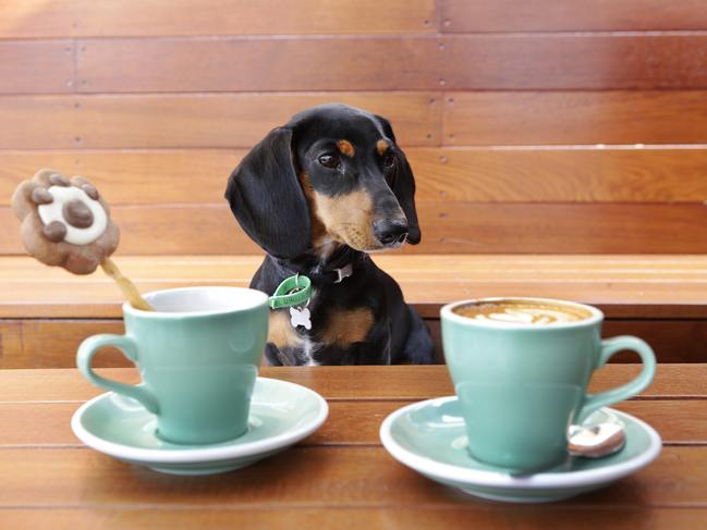 Vote now for Townsville’s best pet-friendly cafe.