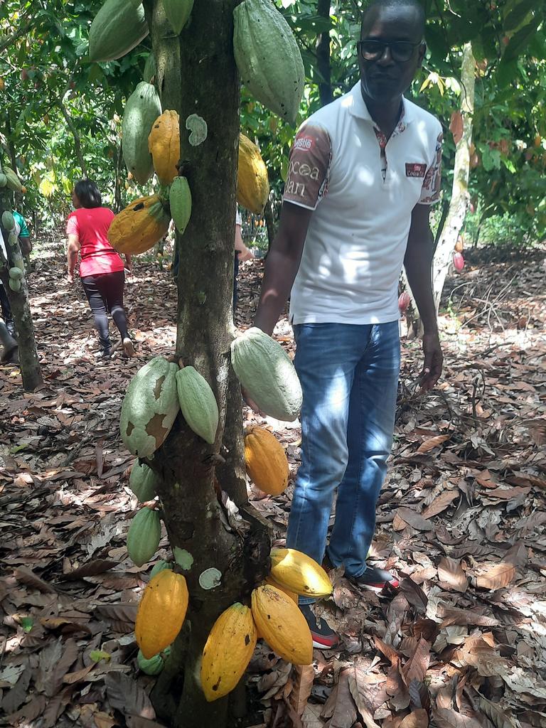 Cote d’Ivoire and Ghana are the top two producers of cocoa on the planet. Picture: Alexis Carey
