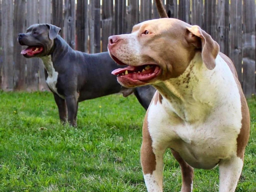 The Bennard family pit bulls, Cheech and Mia, who were euthanised on Thursday.