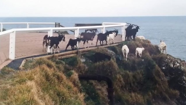 WATEGOATS: The Lighthouse goats have been the stuff of legends over the years. They were originally owned by Mr F.W. Gulley the licensee of the Pier Hotel from 1904. At some point after that they simply wandered off from the town and took up residence on the cliff face. In April 2013 there was an unsuccessful attempt made to rescue what was believed to be the last goat from the cliff face under the Lighthouse. The art gallery at Byron Bay Library, The Lone Goat Gallery, is named after that goat. Photo Contributed