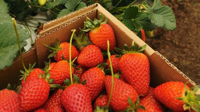 Stanthorpe Berry Festival will launch exclusively on the Granite Belt later this year, where visitors can try their hand at relishing in all things strawberries. Photo: Contributed