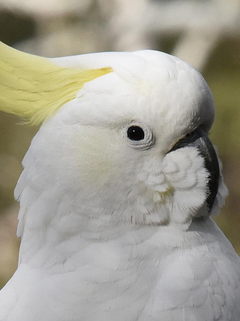 A healthy sulphur-crested cockatoo. Picture: Supplied (Eric J Woehler)