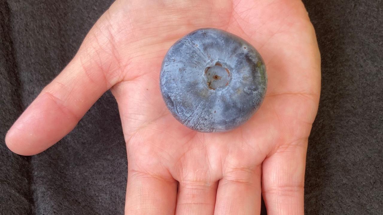 It’s a whopper: the Guinness World Record blueberry from Corindi, weighing in at a whopping 20.40g and measuring 39.31 millimetres, it outgrew the previous world record of a 16.20g berry grown in Western Australia in 2020.