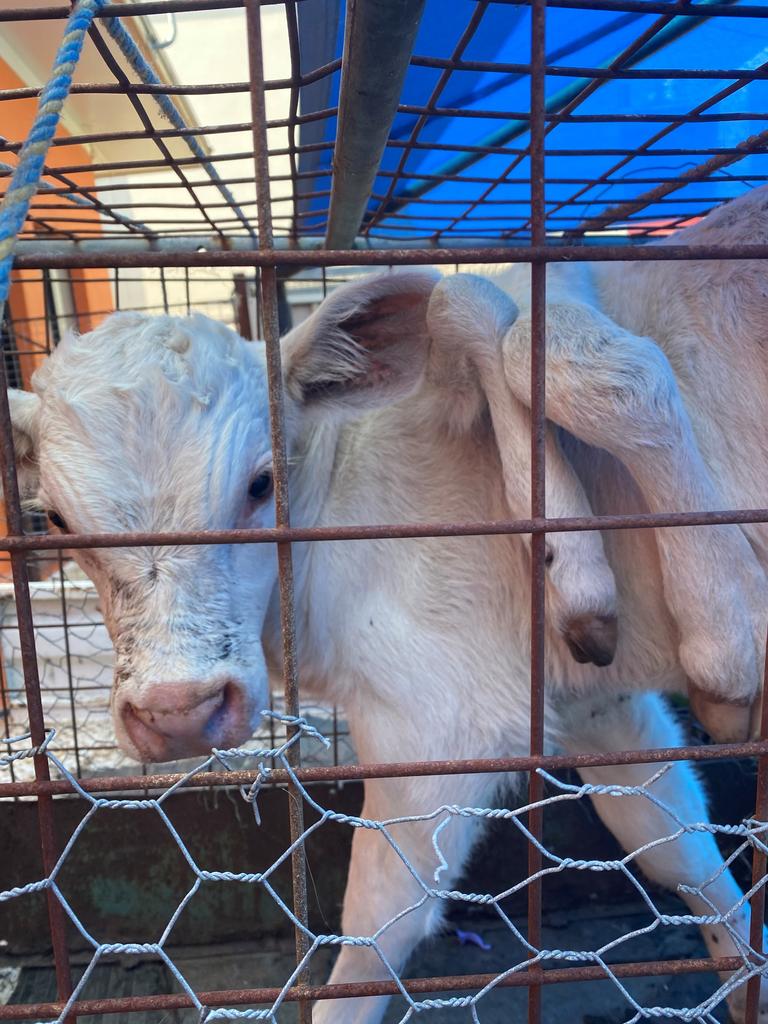 REMARKABLE PATIENT: A three-week-old, six-legged calf walked through the doors of the Toowoomba Veterinary Hospital this week for surgery to amputate the extra limbs.