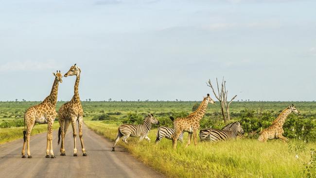 Giraffes and zebras crossing the road in Kruger Park, South Africa.