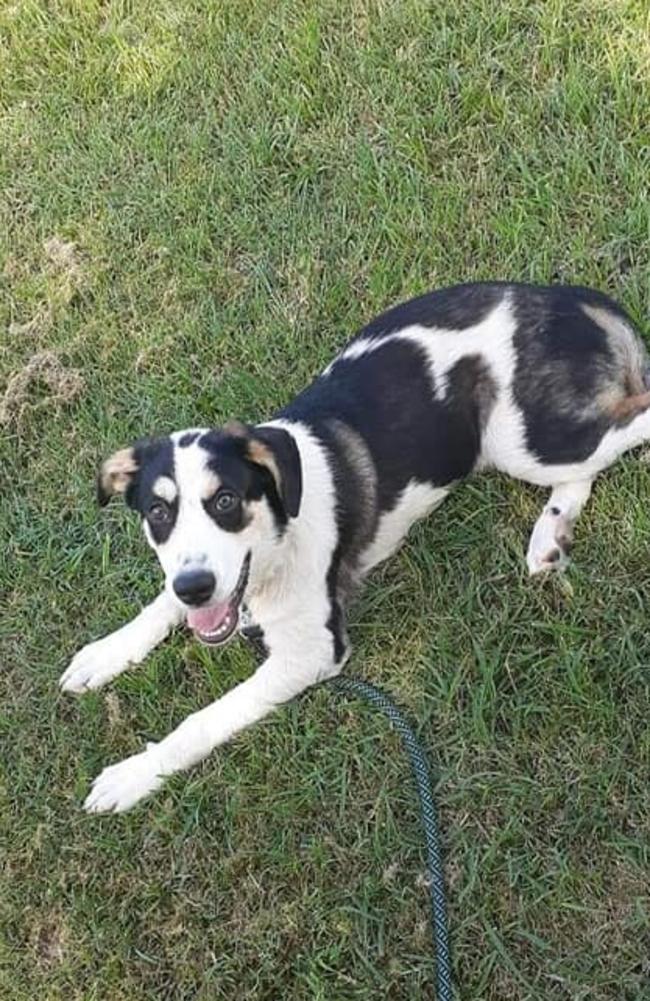 The Rockhampton District Court heard how neighbours could hear Henry’s kelpie cross sheepdog (pictured) yelping from pain while he attacked it.