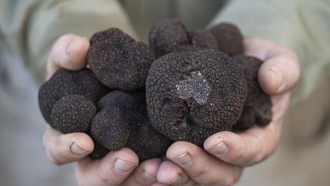 HORTICULTURE: Yarra Valley TrufflesStuart Dunbar runs Yarra Valley Truffles, and is starting harvest season.PICTURED: Stuart Dunbar runs Yarra Valley Truffles, pictured with his dogs on his farm.PICTURE: ZOE PHILLIPS