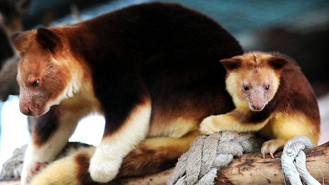 Adelaide Zoo’s ‘ranga kanga’ – the joey who hails from PNG – is ...