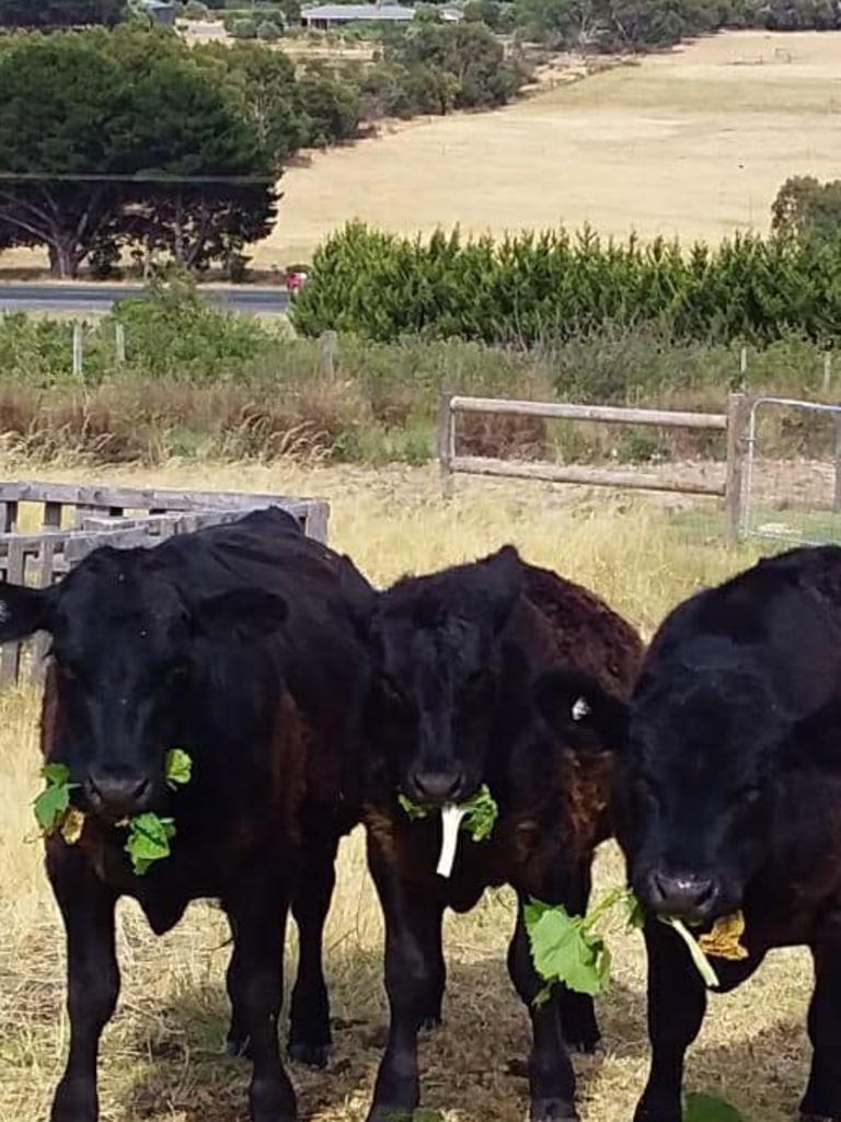 Our steers Fez, Red and Eric. They do love their greens. Picture: Jen Amor, Mt Compass