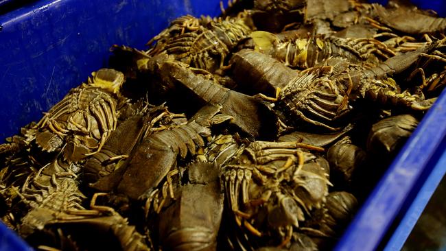 A crate full of fresh undressed Moreton Bay bugs Pic Mark Calleja