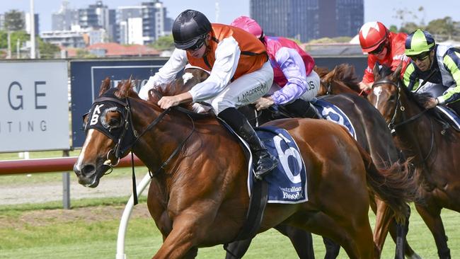 Fioprospero can pick up a well earned win at Wyong on Thursday. Picture: Bradley Photos