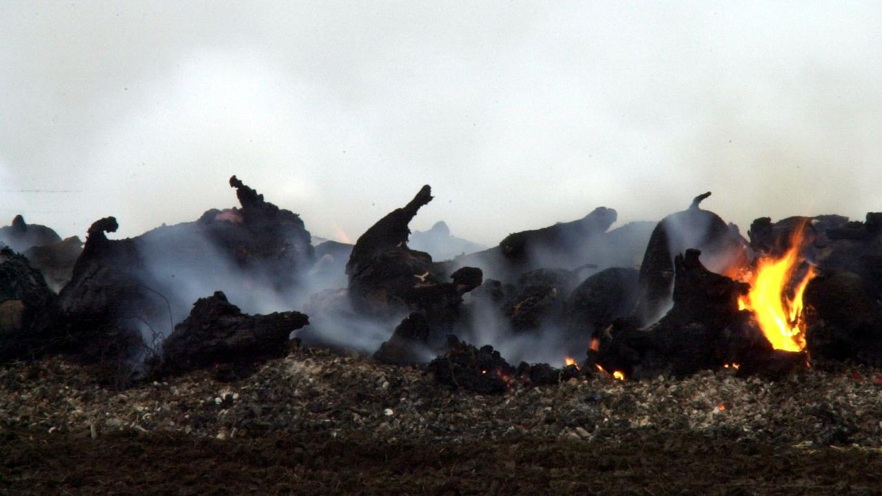 Pig and cattle carcasses burn in the UK during a foot and mouth disease outbreak in 2001. The presence of the virus in Indonesia has worried Australian officials. (AP Photo/pa, Haydn West)