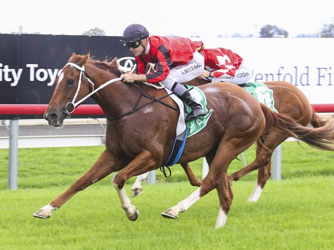 Tamworth, 28/11/2023, Winner - Amicus Curiae, Jockey - Aaron Bullock. Picture: Bradley Photos