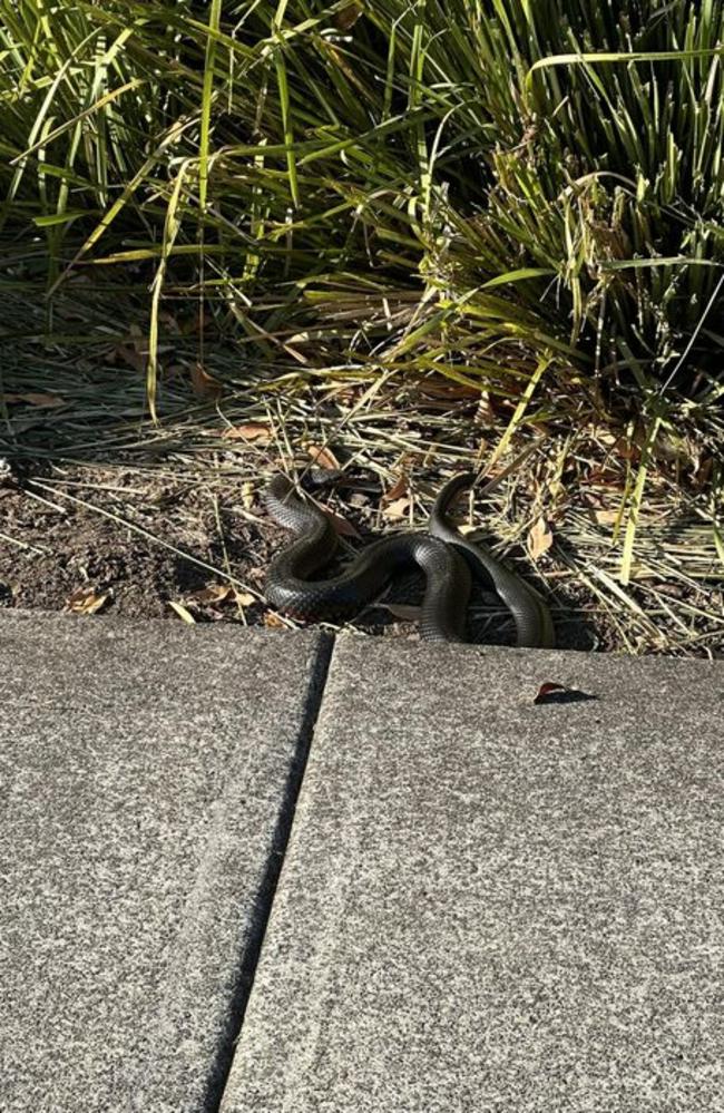 Red-bellied black snake, Gainsborough Drive, Pimpama September 2023. Picture: Facebook