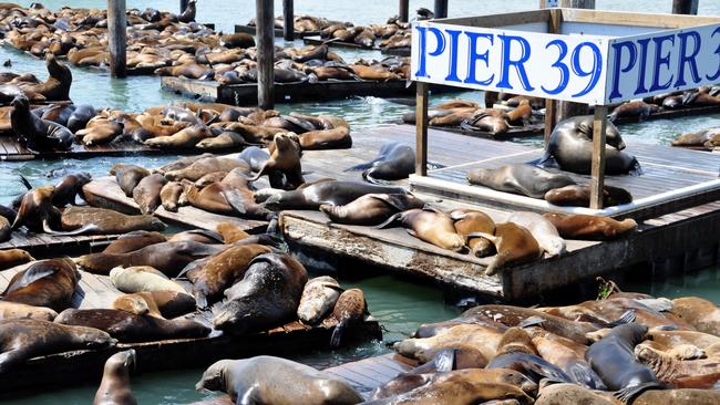 Visiting the Sea Lions of San Francisco's Pier 39 - The Aussie Flashpacker