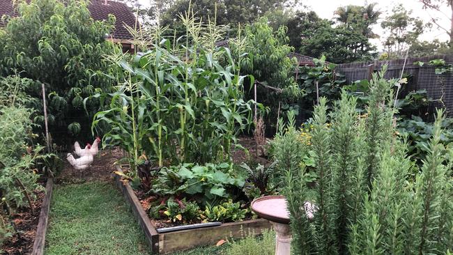 GLORIOUS RAIN: Recent rain has gladdened the hearts of green-thumbs but we must also support local nurseries and garden shops as the drought and bushfires continue to devastate our region.