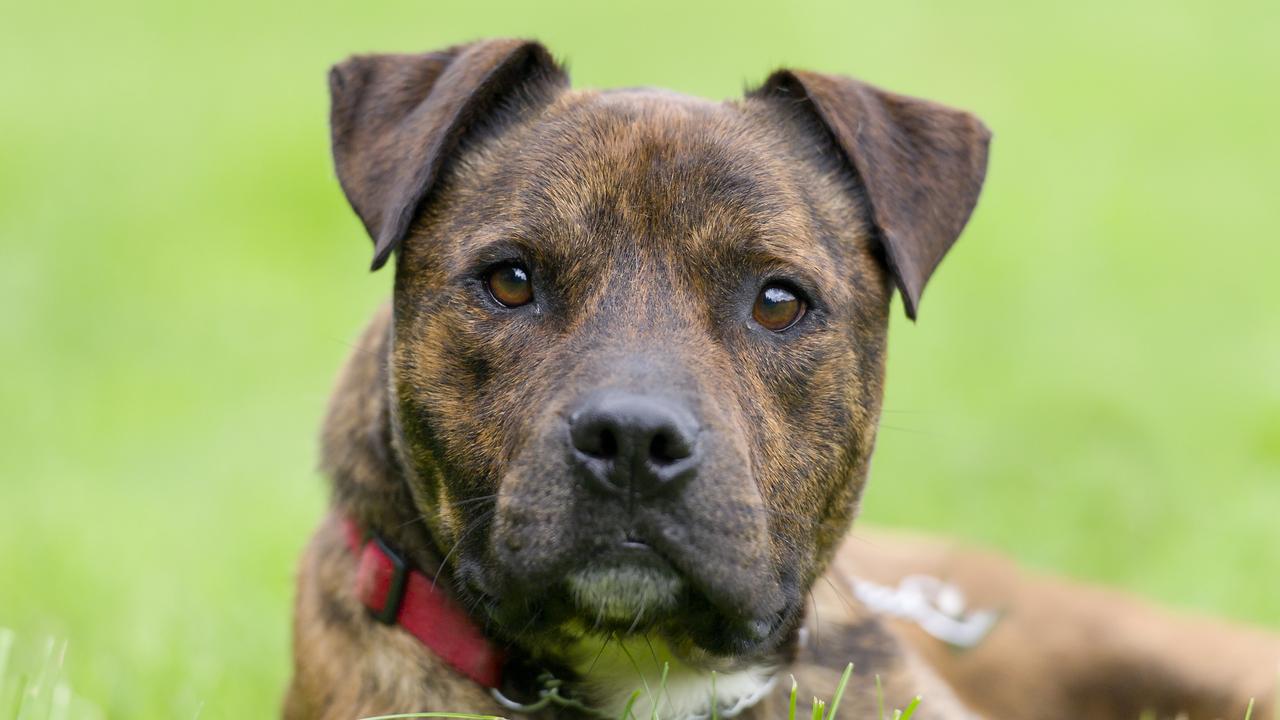 Staffordshire Bull Terrior breeding: Cardinia female staffie breeding ...