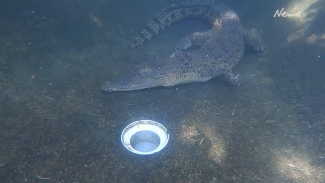 DES removing a Croc from Fishers Creek