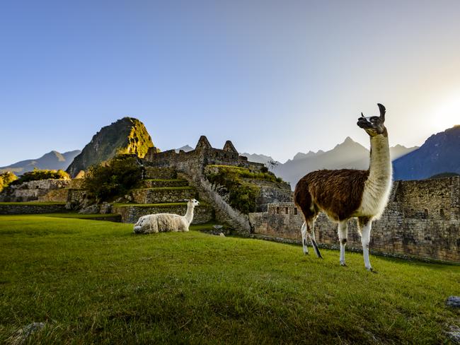 Llamas resting on a terrace during the first light on the ruins of the Incan city of Machu Picchu, Peru. Picture: Supplied