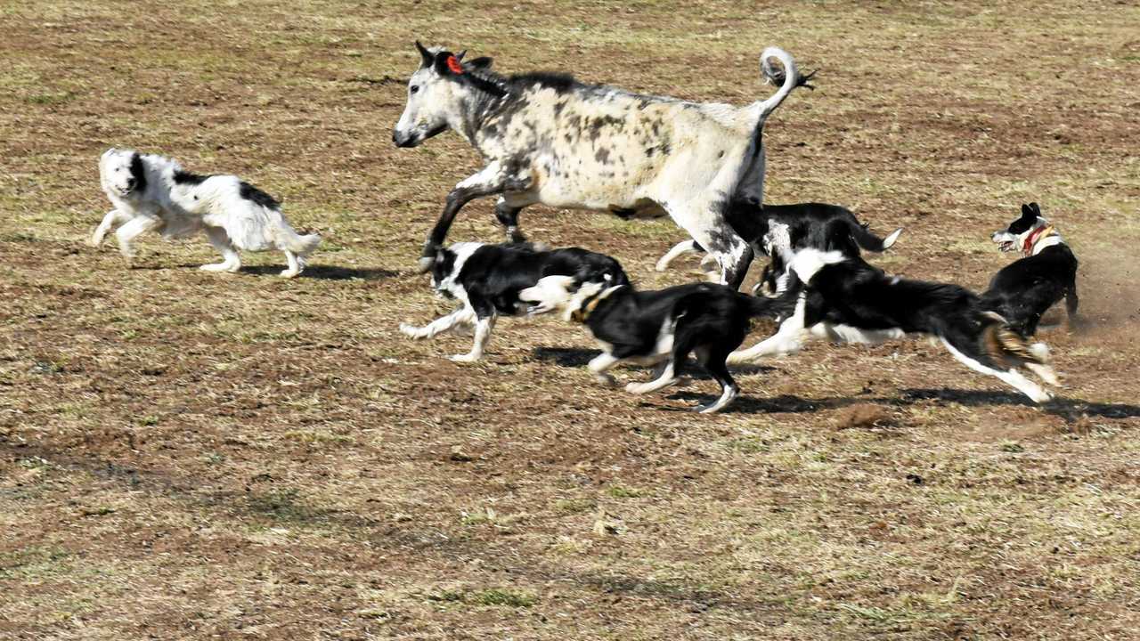 The dogs attempt to round up the renegade calf. Picture: Susanna Freymark