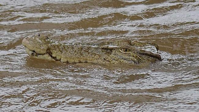 A crocodile in floodwaters in Ingham in December 2023.