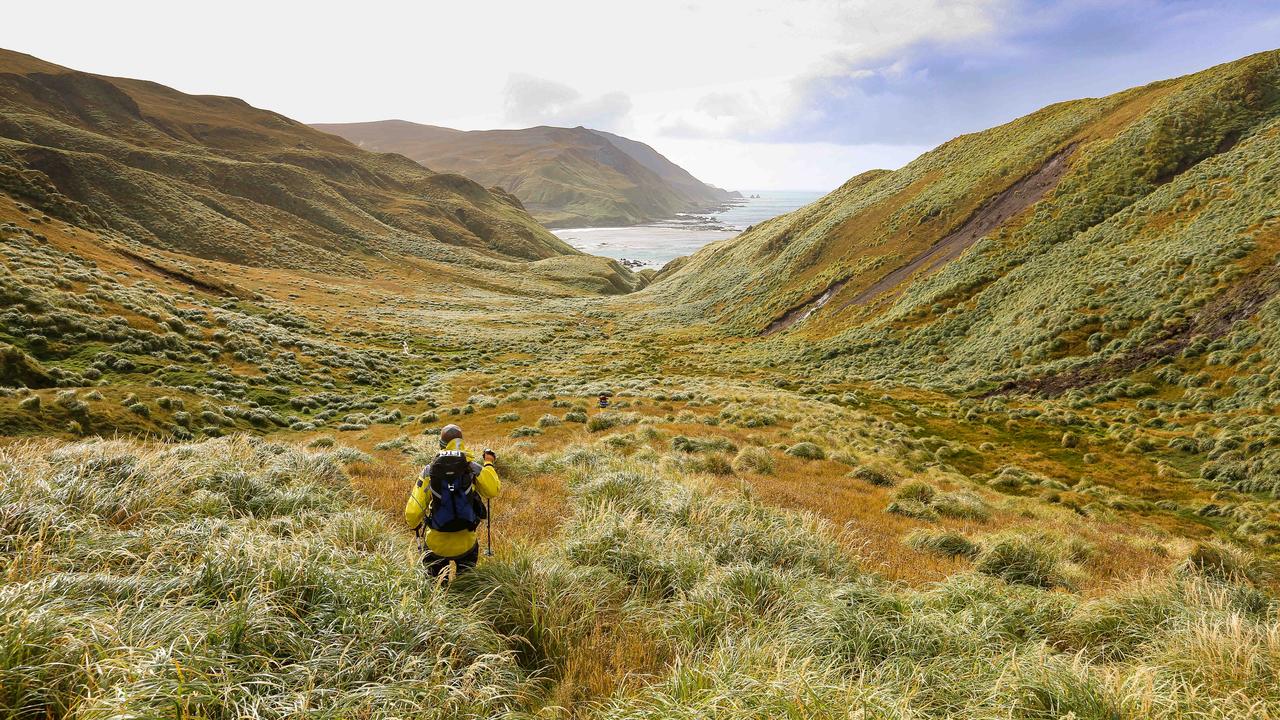 Field Training Officer Stuart Matheson walks amongst the regrowth on Brothers Track. So dramatic is the recovery of the island’s steep slopes and wind-swept plateaux that plans are afoot to re-introduce close relatives of several species driven to extinction by pests. Picture: Ryan Osland