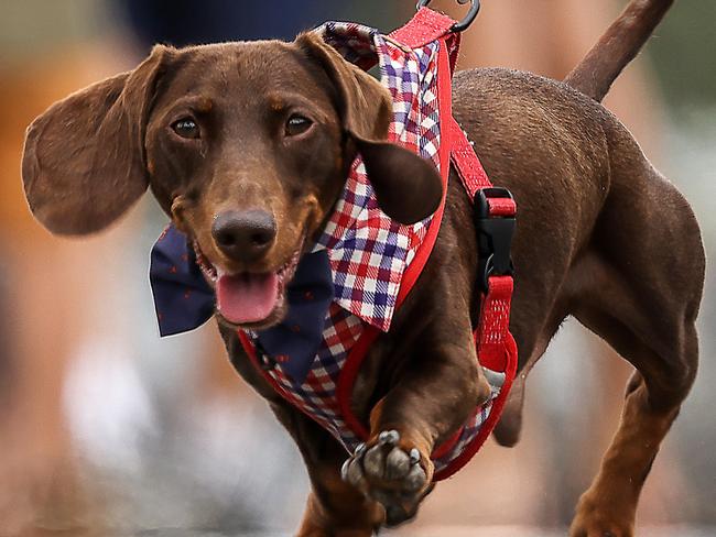 MELBOURNE,AUSTRALIA-NewsWire Photos JANUARY 13, 2021: Melbourne got to a top of 25 degrees today as people relaxed at the bayside beaches. Jackson the Dachshund goes for a walk along Port Melbourne. Picture : NCA NewsWire / Ian Currie