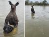 Man saves dog being ‘drowned’ by kangaroo