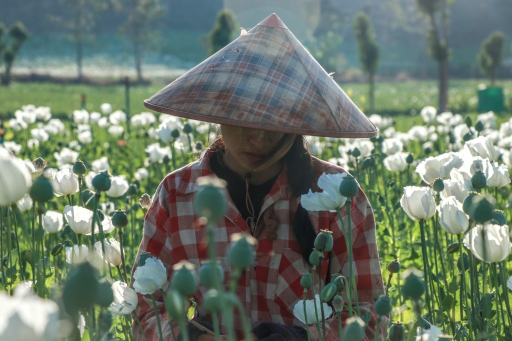 Opium farming takes root in Myanmar’s war-wracked landscape | The ...