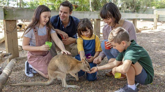 Feed the kangaroos at Featherdale Wildlife Park. Image: Red Balloon