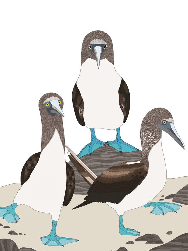 One of the images from Jen Cossins’ new title the Book of Curious Birds, featuring a trio of quirky Blue-Footed Boobies.