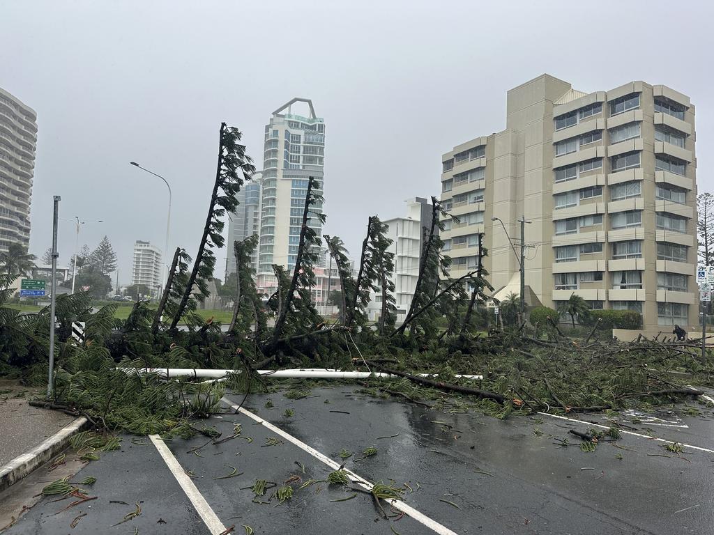 A tree blocking the Queensland and NSW border at Twin Towns. Picture: Nigel Hallett