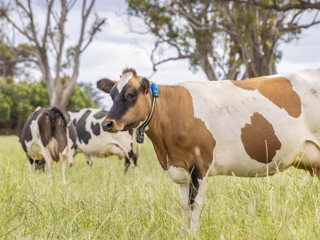 DAIRY: Ryan and Alysha Conlan at ElingamiteNew dairy farmers Ryan and Alysha Conlan on their farm at Elingamite.PICTURED: Generic farm. Dairy. Dairy farm. Cows. Milk. Stock Photo.Picture: Zoe Phillips