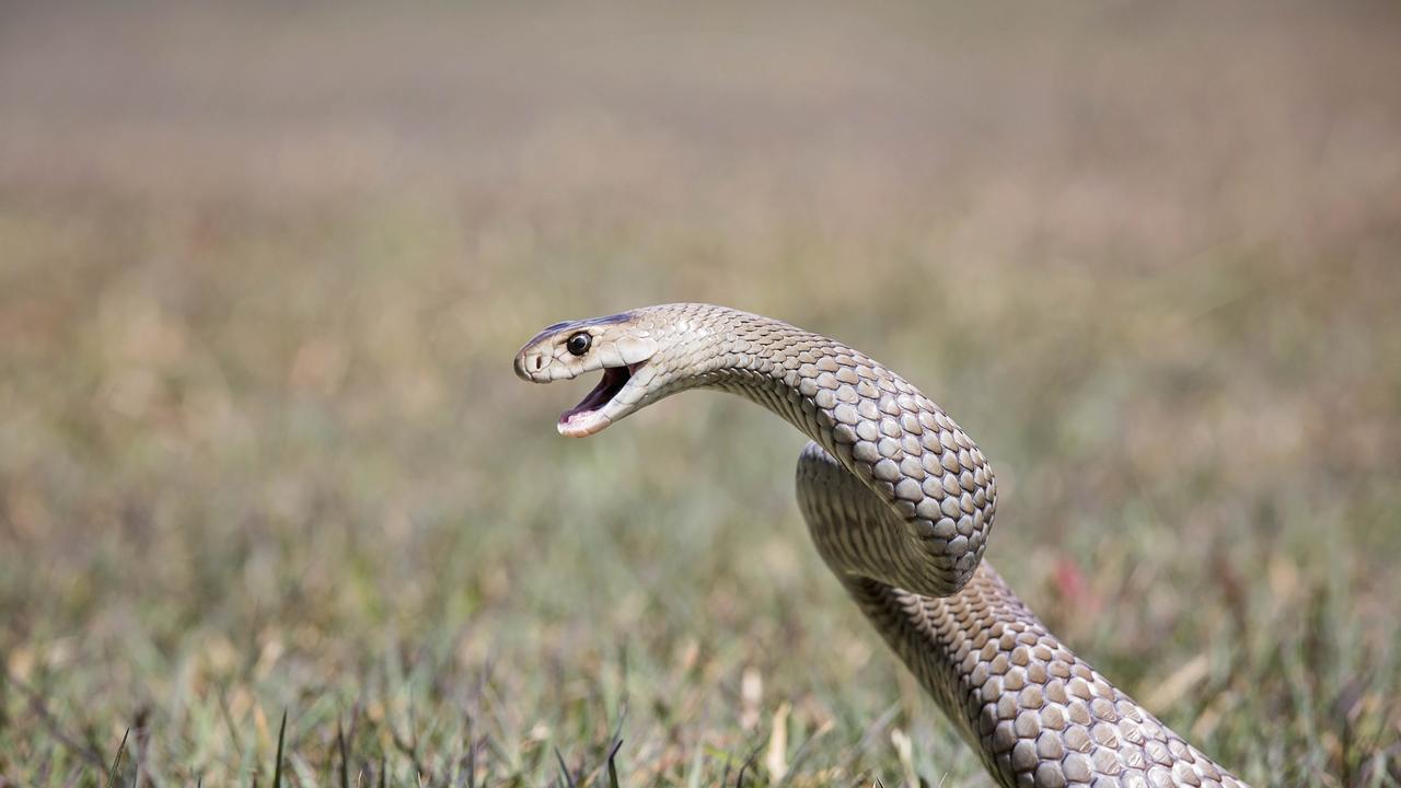 Three snake bite victims have been taken to Queensland hospitals after separate incidents.