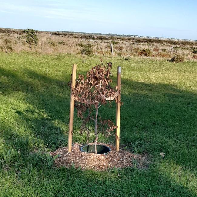 Trees have been destroyed and others appeared to be poisoned alongside the Hobson Bay Trail leaving community members outraged. Picture: Supplied