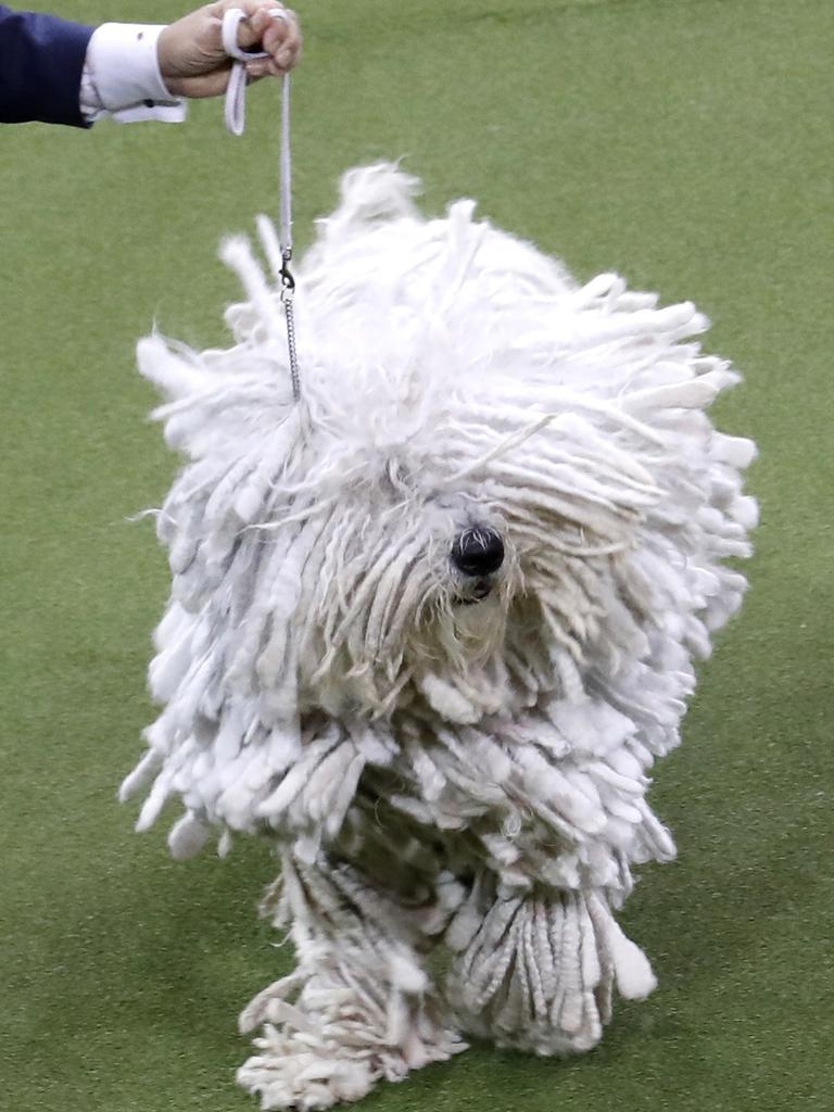 Addie, a komondor, competes with the working group. Picture: AP