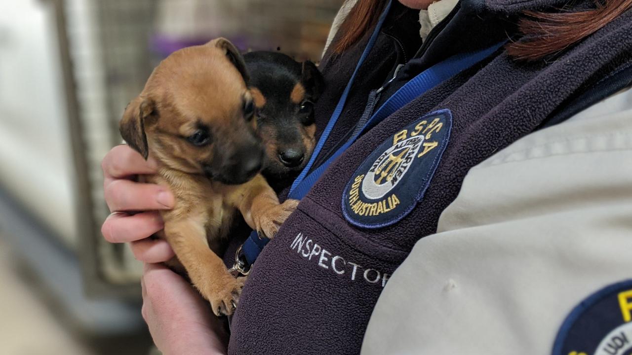 Rspca Sa Eight Puppies Dumped In Rest Stop Bin Daily Telegraph 