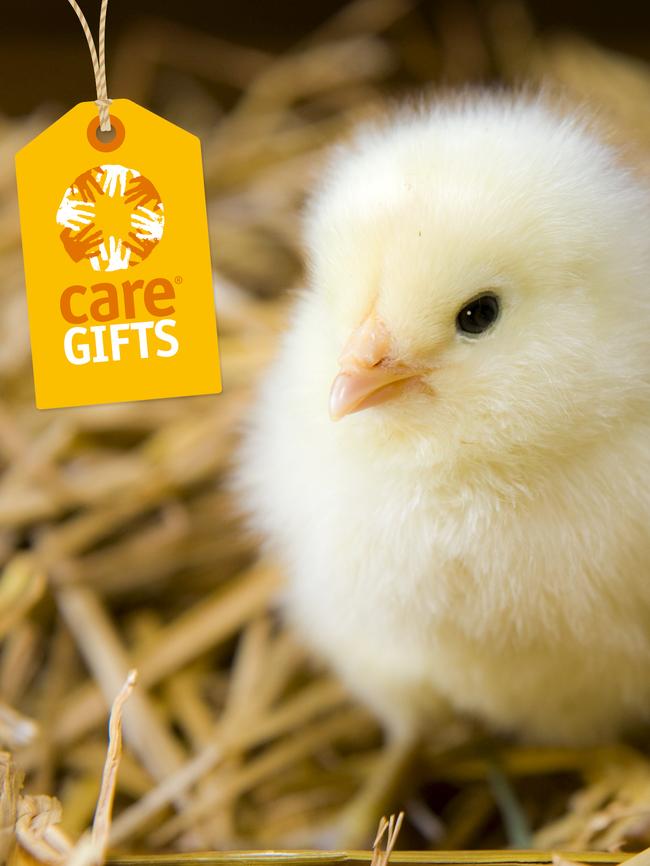 Chicken Care gift.