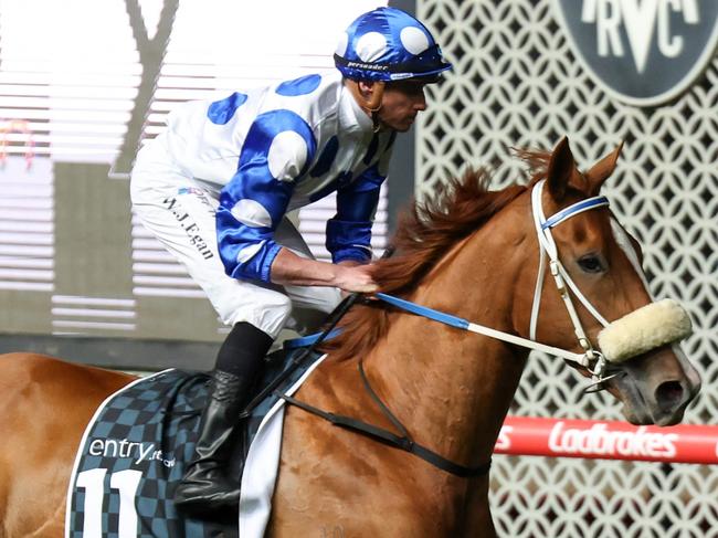 Autumn Angel on the way to the barriers prior to the running of the Entry Education Stutt Stakes at Moonee Valley Racecourse on September 29, 2023 in Moonee Ponds, Australia. (Photo by George Sal/Racing Photos via Getty Images)