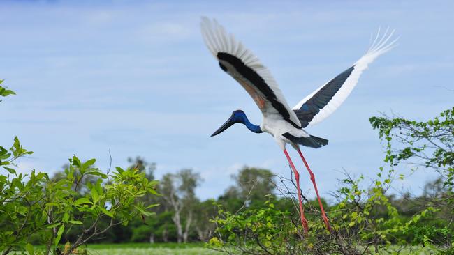 A jabiru in flight over the floodplains in Kakadu National Park. Picture: Tourism NT/Steve Strike