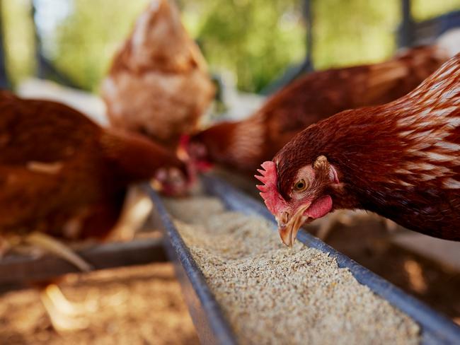 chicken eats feed and grain at eco chicken farm, free range chicken farm